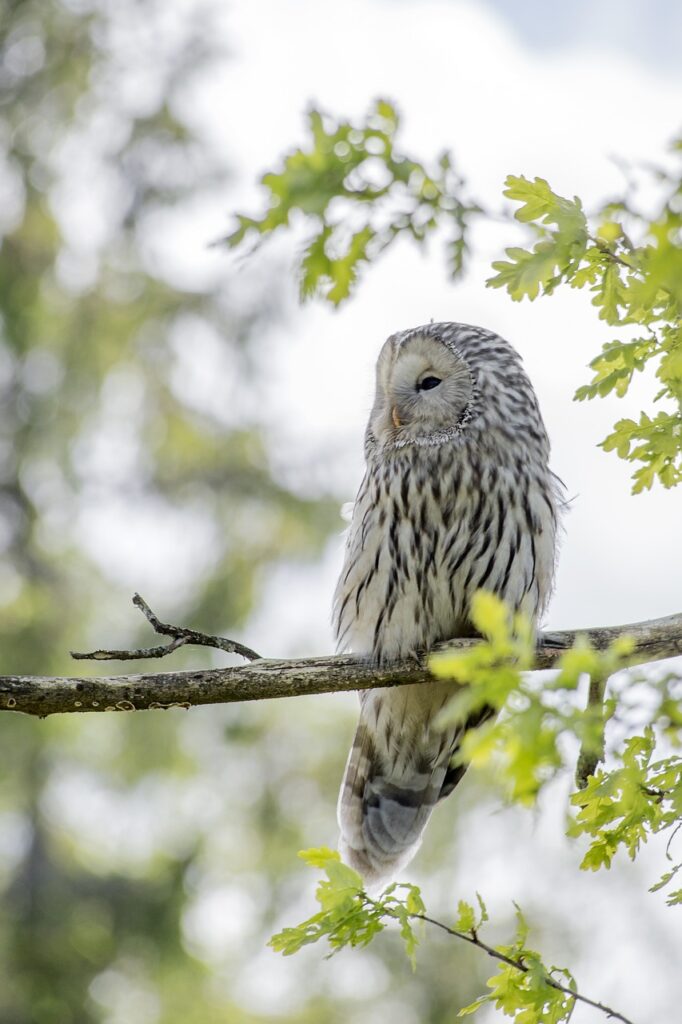 strix uralensis, ural owl, bird of prey